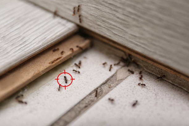 Best Cockroach Control Services  in Lakin, KS