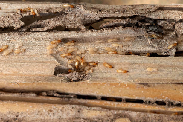 Best Wildlife Control Services  in Lakin, KS